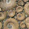 Ammonites