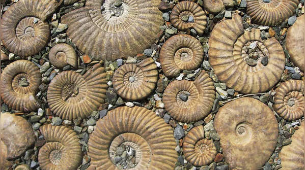 Ammonites