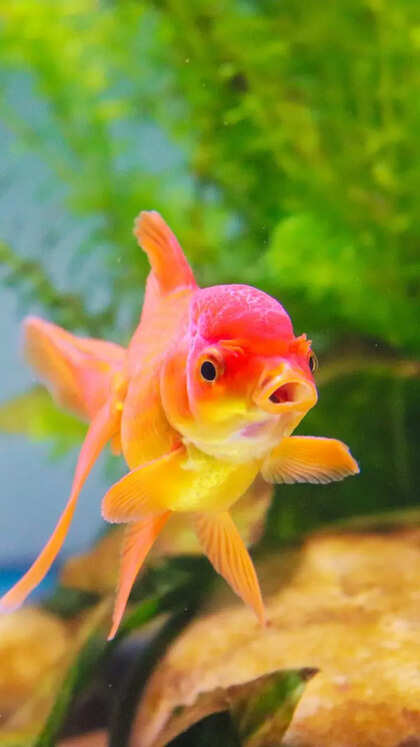 Not just orange, 9 other types of Goldfish