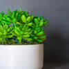 Feed your plants