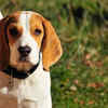 Ear infections 
