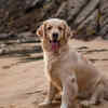 Hip Dysplasia 