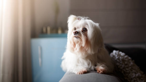 Lhasa Apso