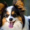 Papillon