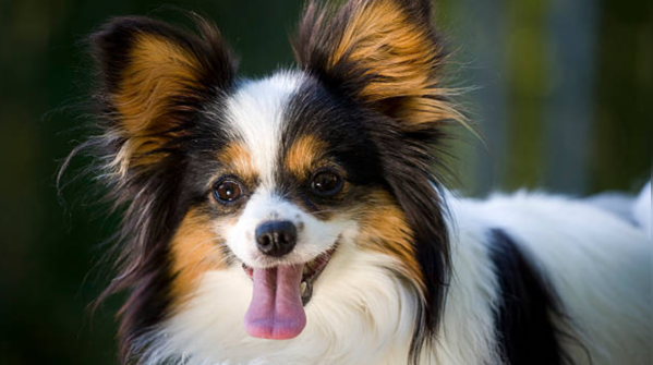 Papillon