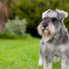 Miniature Schnauzer