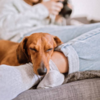 Dachshund