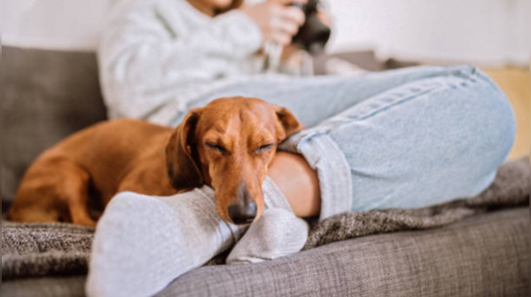 Dachshund