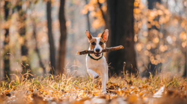 Jack Russell Terrier