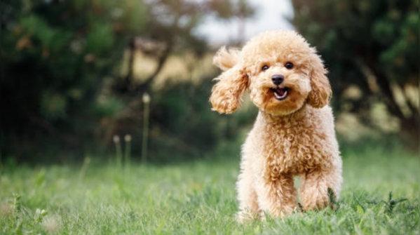 Toy Poodle