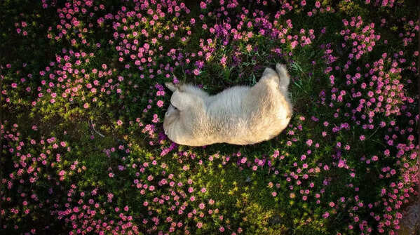 Top 5 stunning photos from Nature’s photography contest 2024