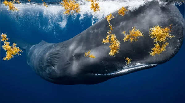 James Ferrara: Moby Dick