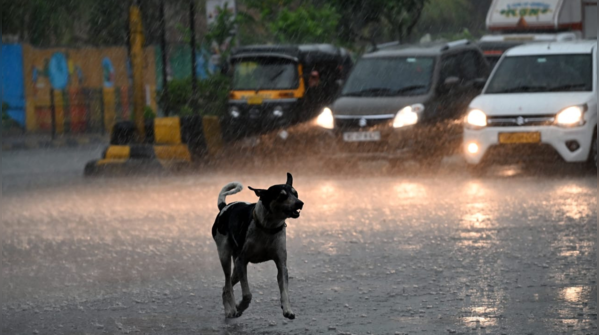 A dog’s journey