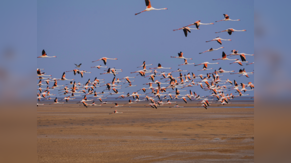 Flamingo City, Kutch