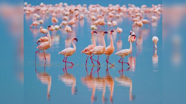 Chilika Lake, Odisha