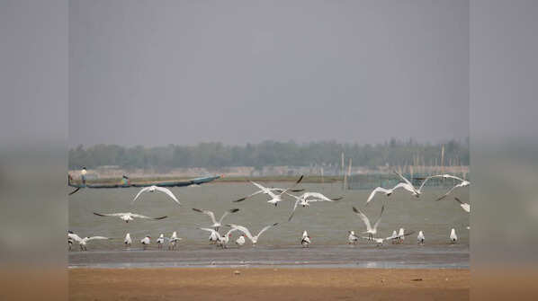 Nal Sarovar Bird Sanctuary, Gujarat