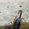 Article image for: Scorpion