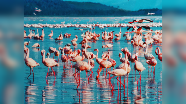 Pulicat Lake, Tamil Nadu