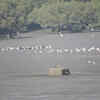 Sewri Mudflats, Mumbai