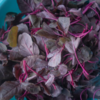 Amaranth  