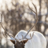 Article image for: Animals that can survive in icy weather
