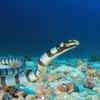 Banded Sea Krait 