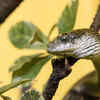 Boomslang 