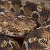 Saw-Scaled Viper 