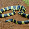 Banded Krait 