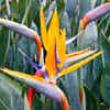 Strelitzia reginae