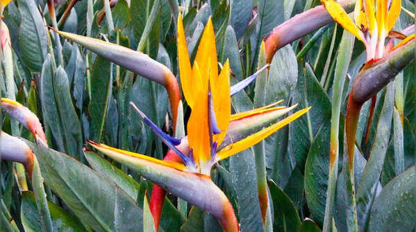 Strelitzia reginae