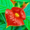 Psychotria elata
