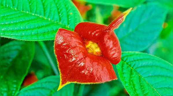 Psychotria elata