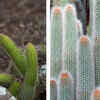 Cleistocactus samaipatanus & X Cleistopsis