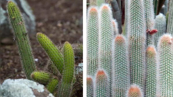 Cleistocactus samaipatanus & X Cleistopsis