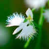 Habenaria radiata