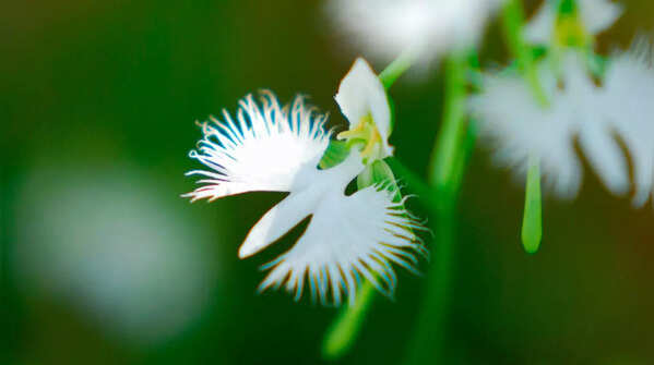 Habenaria radiata