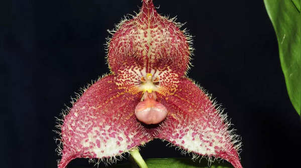 Dracula Orchids