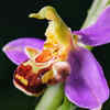 Ophrys apifera