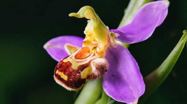 Ophrys apifera