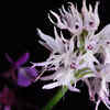 Orchis italica