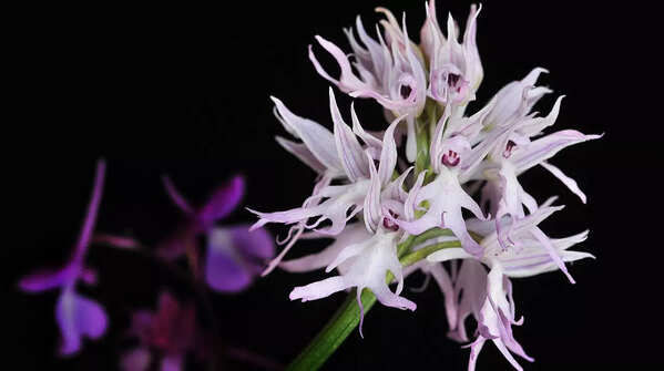 Orchis italica