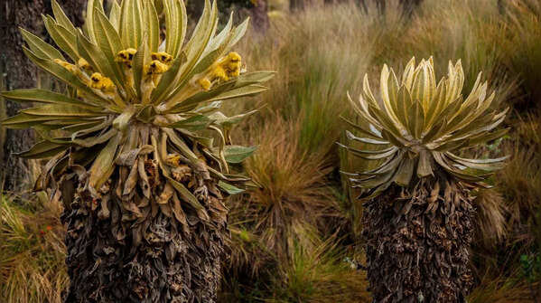 Plants that look like humans and animals