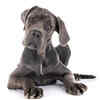 Great Dane