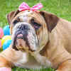 Bulldog