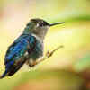17. Bee Hummingbird