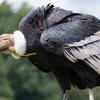 15. California Condor