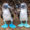 14. Blue-Footed Booby
