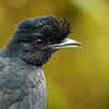 13. Long-Wattled Umbrellabird