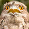 9. Tawny Frogmouth